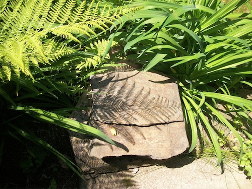 ferns