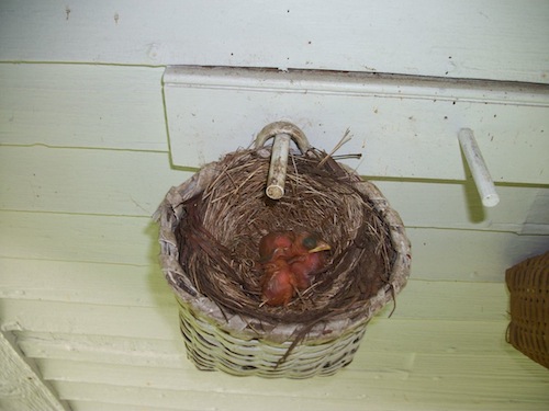 nest