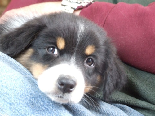 Maddy the Aussie pup 2011