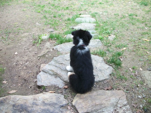 Maddy the Aussie pup 2011