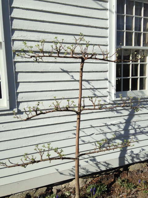 Espaliered Apple Tree