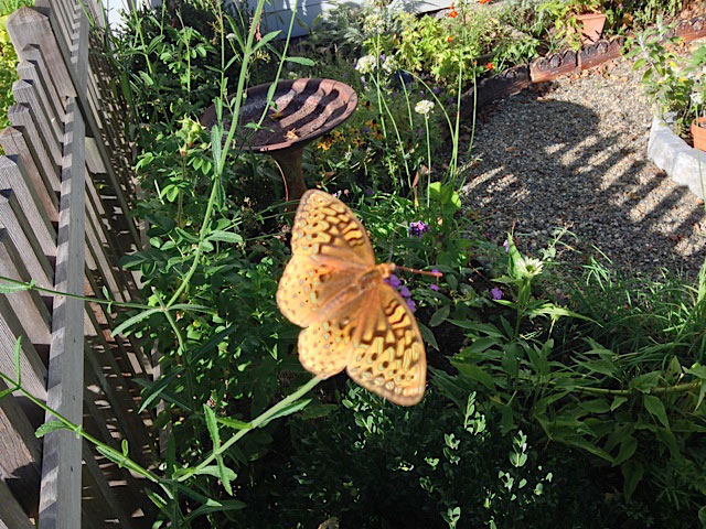 Butterfly