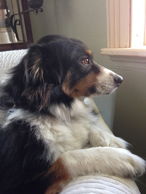 Maddy the Dog