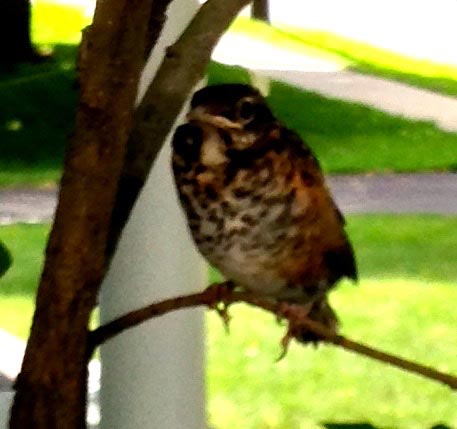 Robin