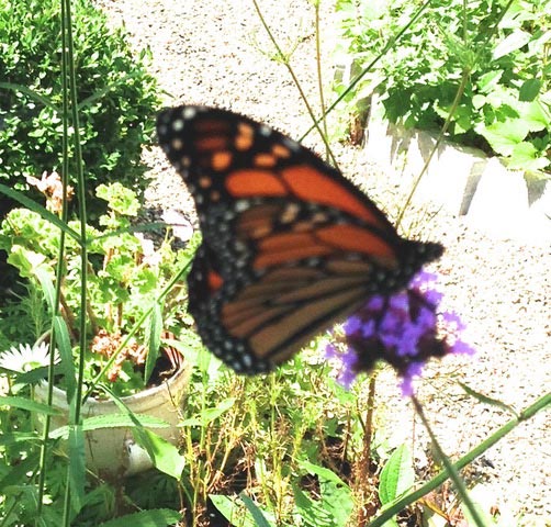 Butterfly