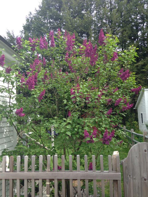 Lilac Tree