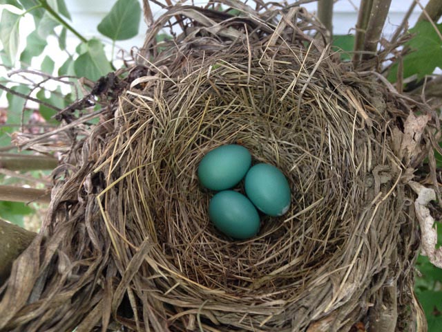 Robin Eggs