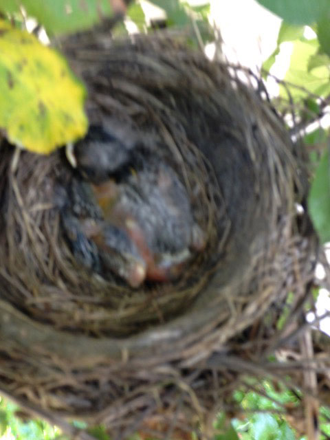 Bird Nest
