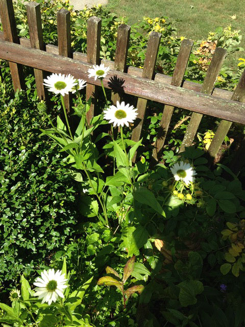 Garden Flowers