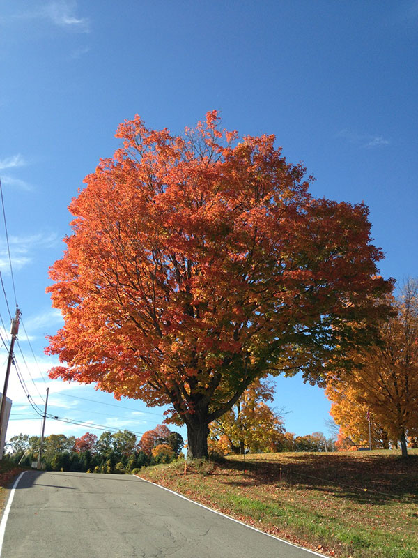 Fall