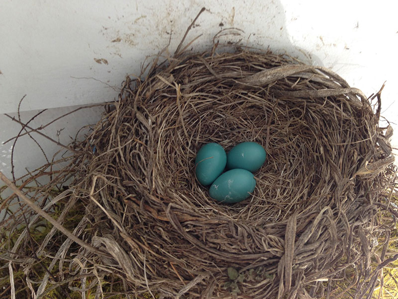 Robin Nest